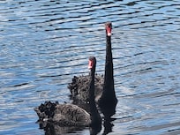 Two of the black swans.