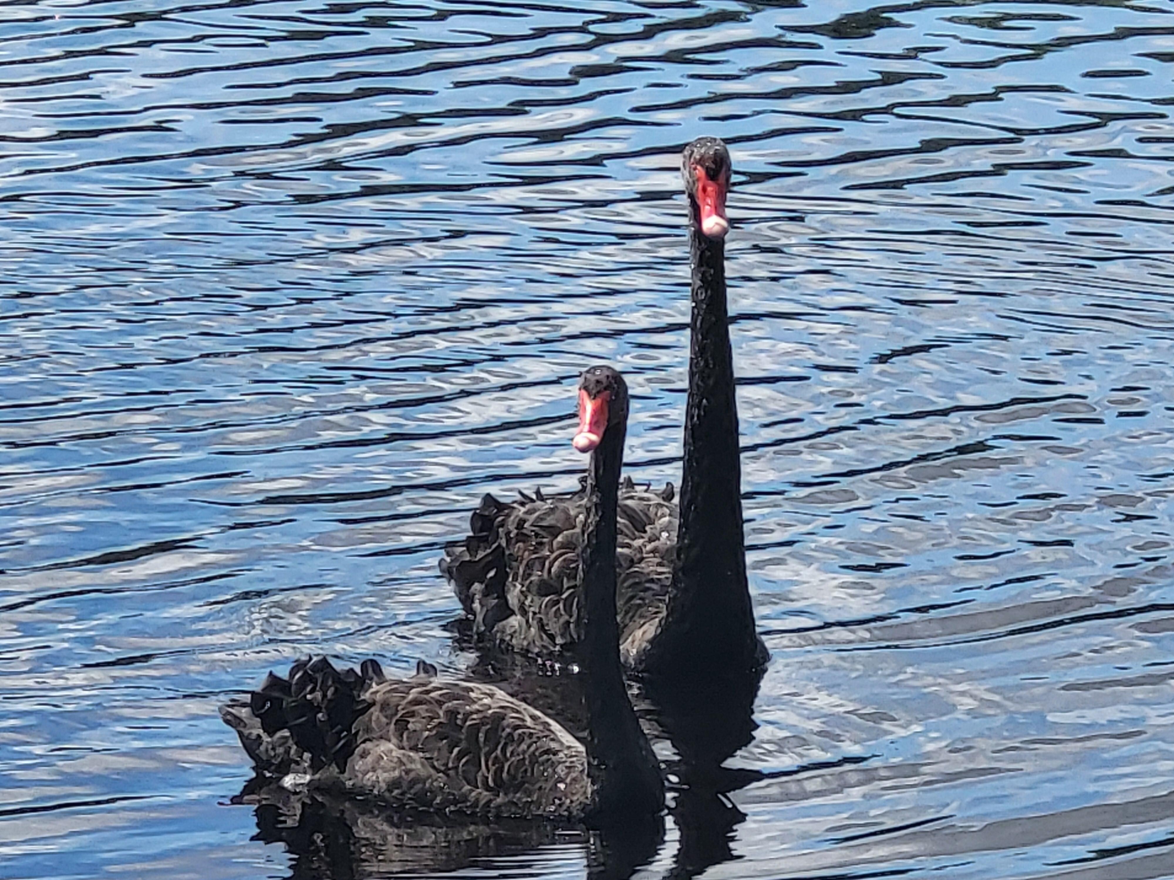 Two of the black swans.