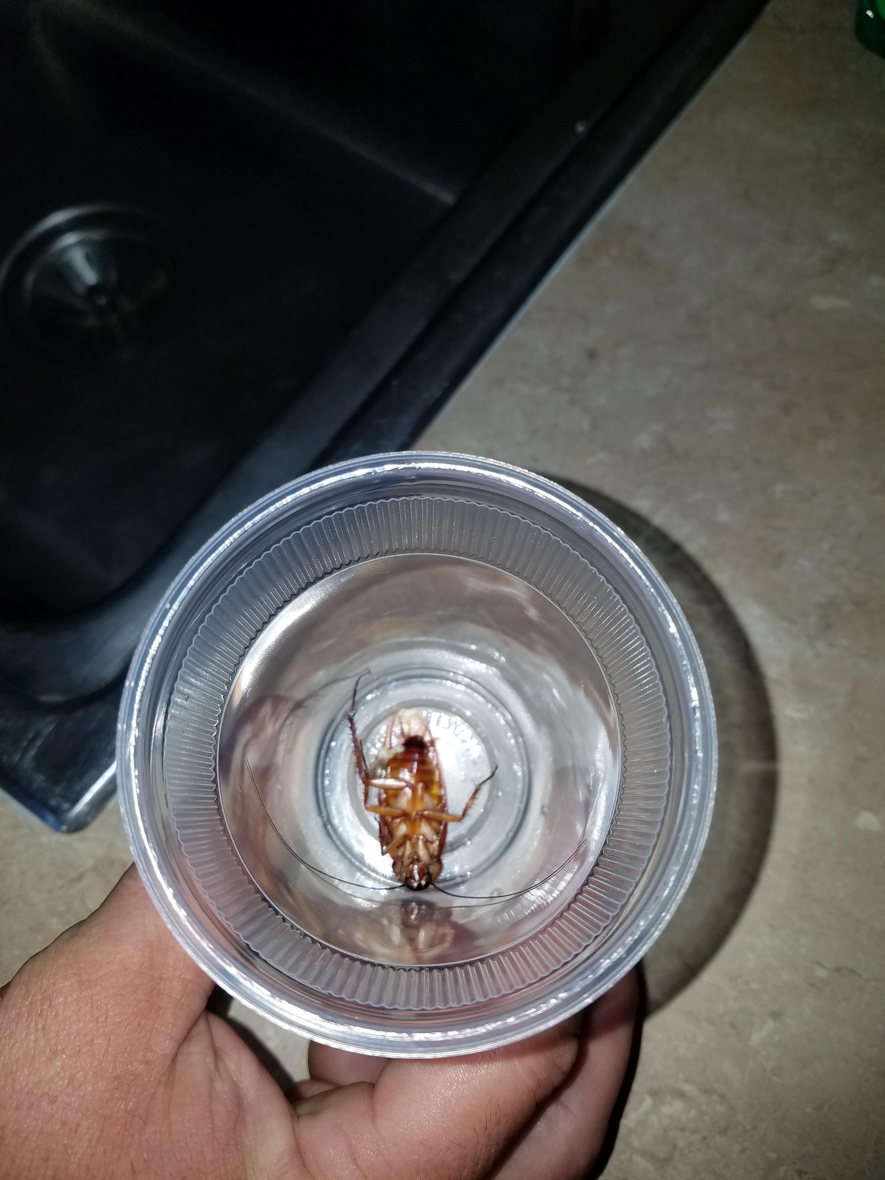 Roaches