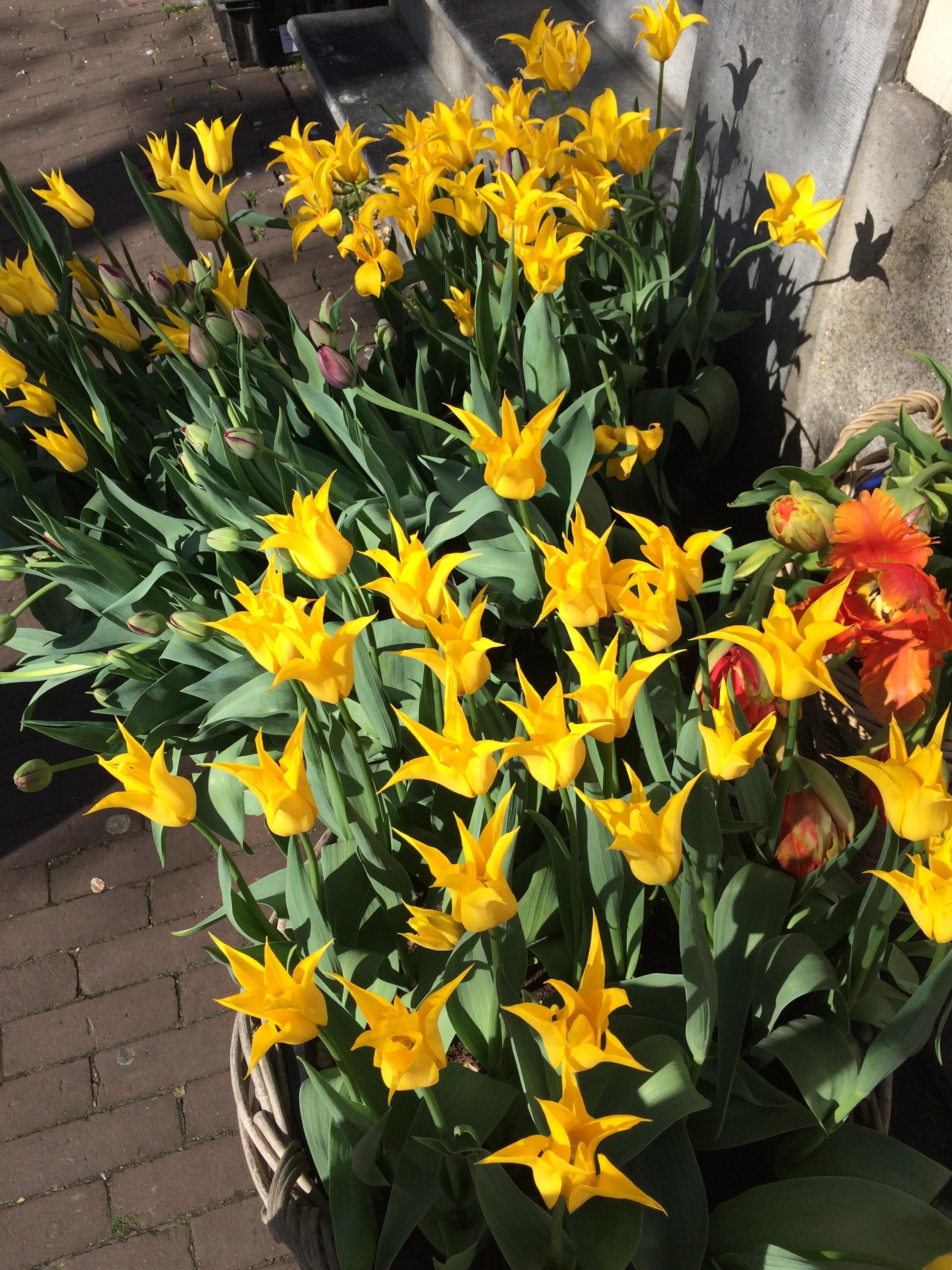 Tulips