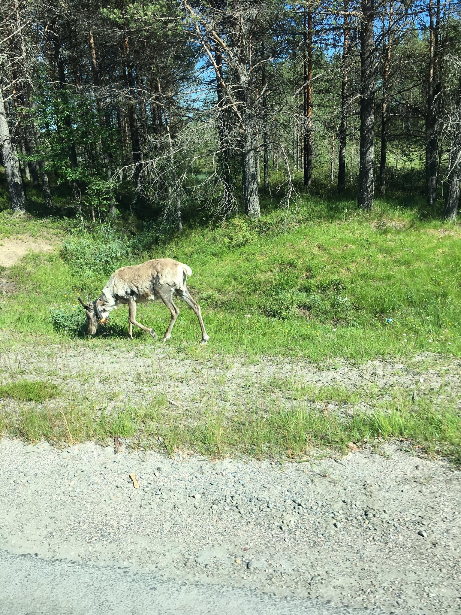 Pihapiirissä eleli muutama poro vasoineen