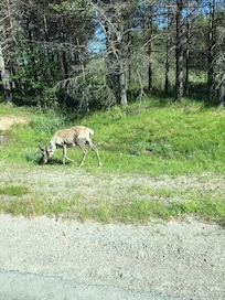 Pihapiirissä eleli muutama poro vasoineen