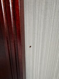 Possibly a bed bug.
