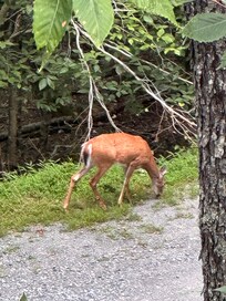 The neighbors