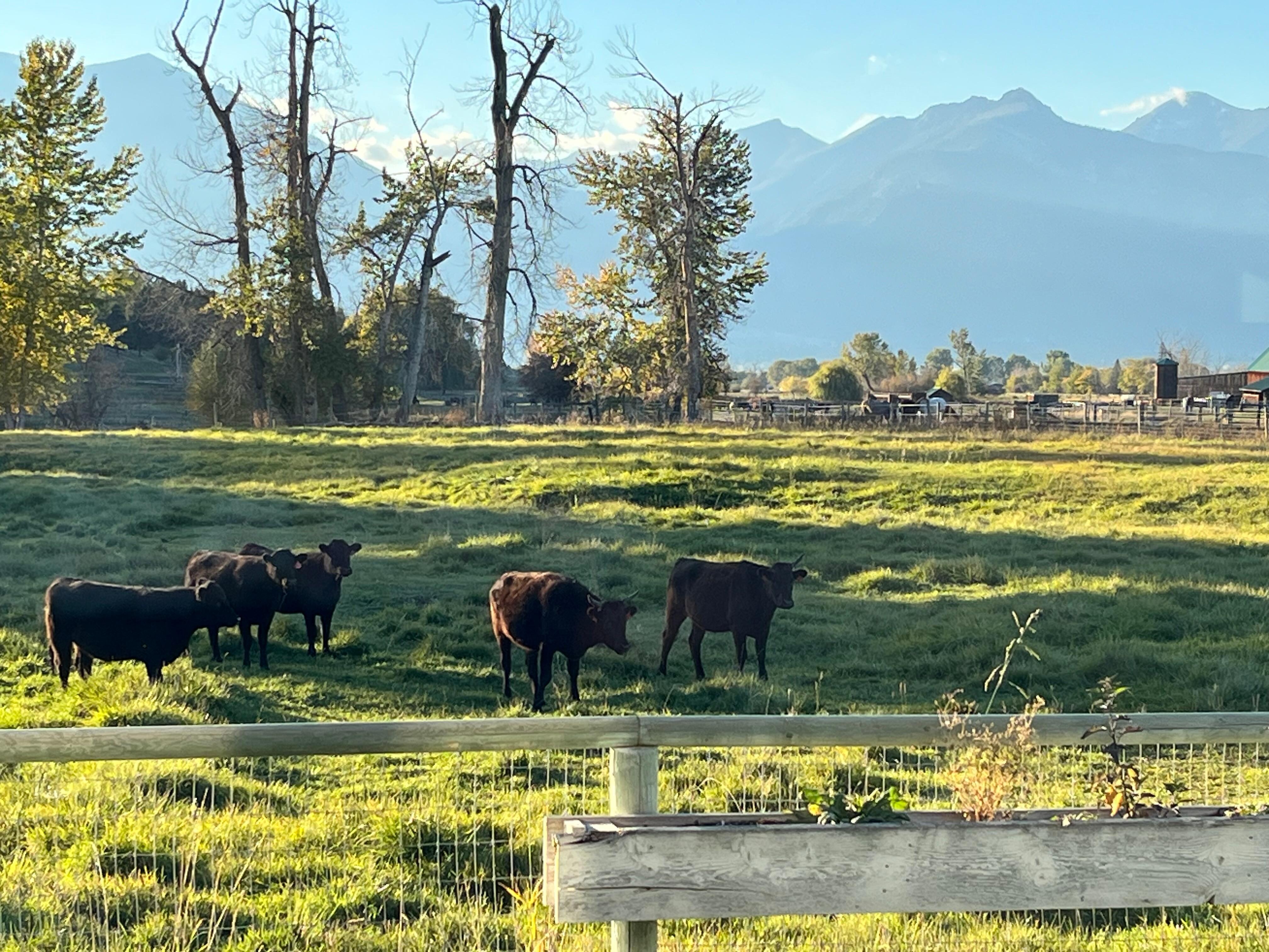 Cows just outside the great room 