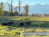 Cows just outside the great room