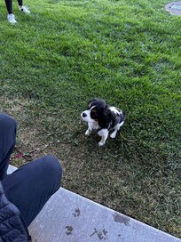 Louie