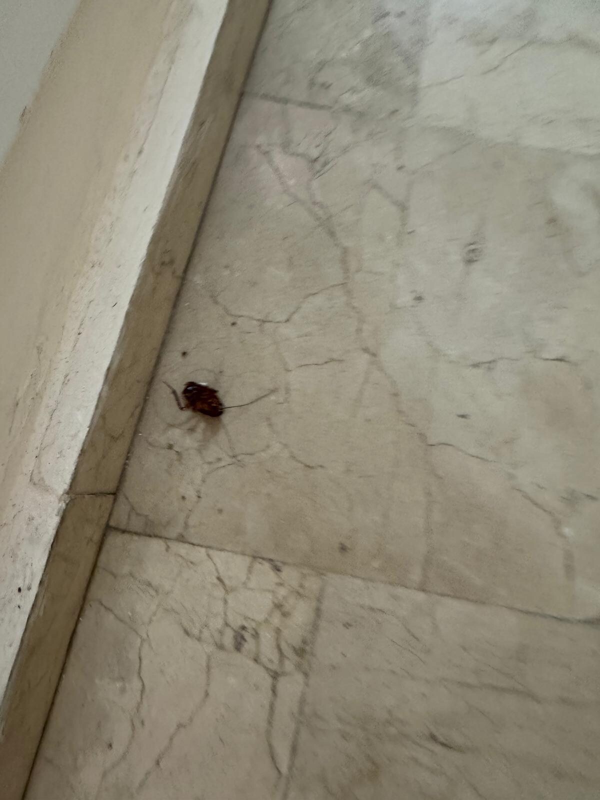 First dead roach 