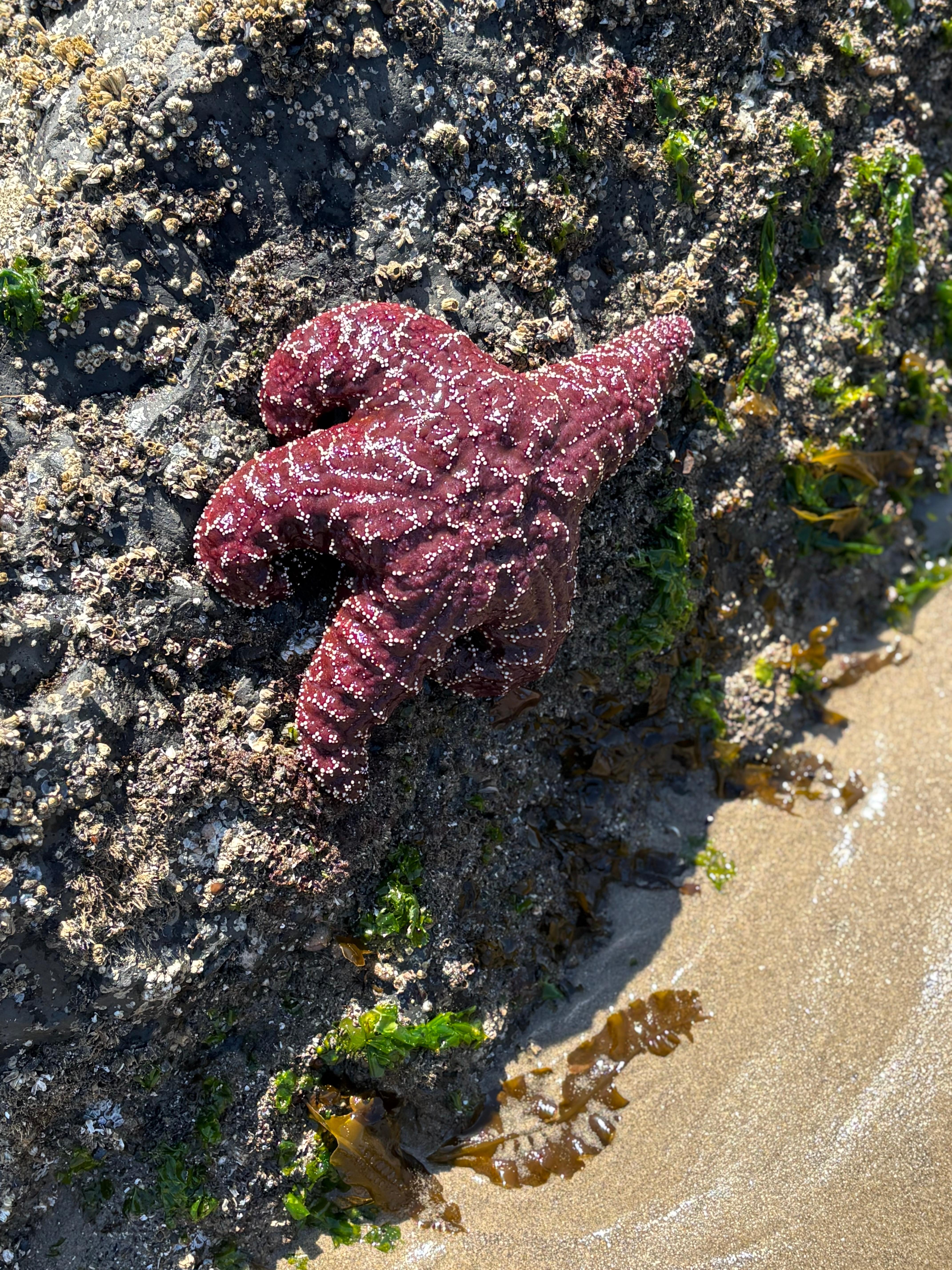Tidal pools at haystack rock.