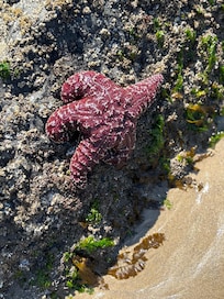 Tidal pools at haystack rock.