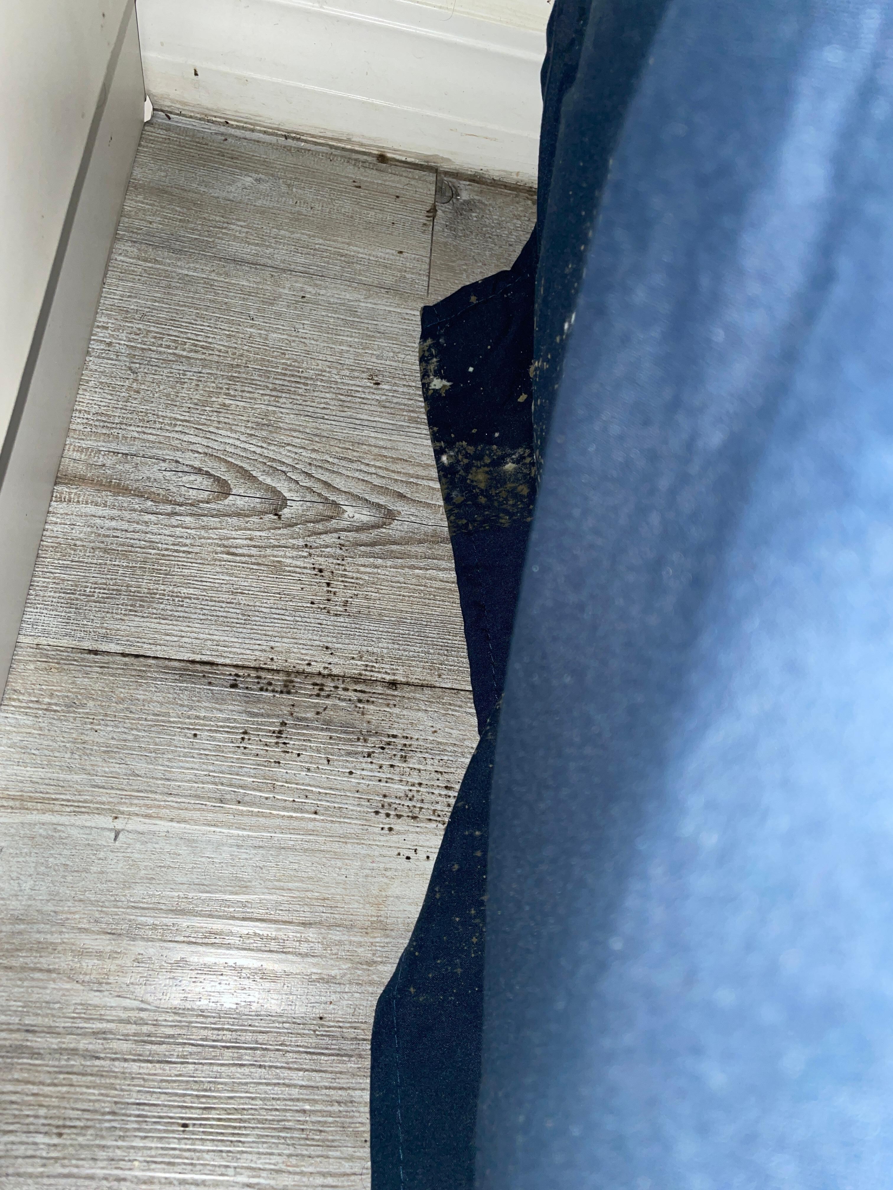 Mold on the floors and bed (which made us sick)