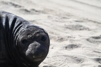 Elephant seal pup at Ano Nuevo 🥰