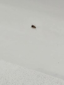 Roach in the tub