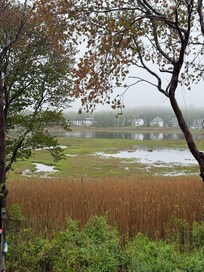 View of backyard from primary bedroom