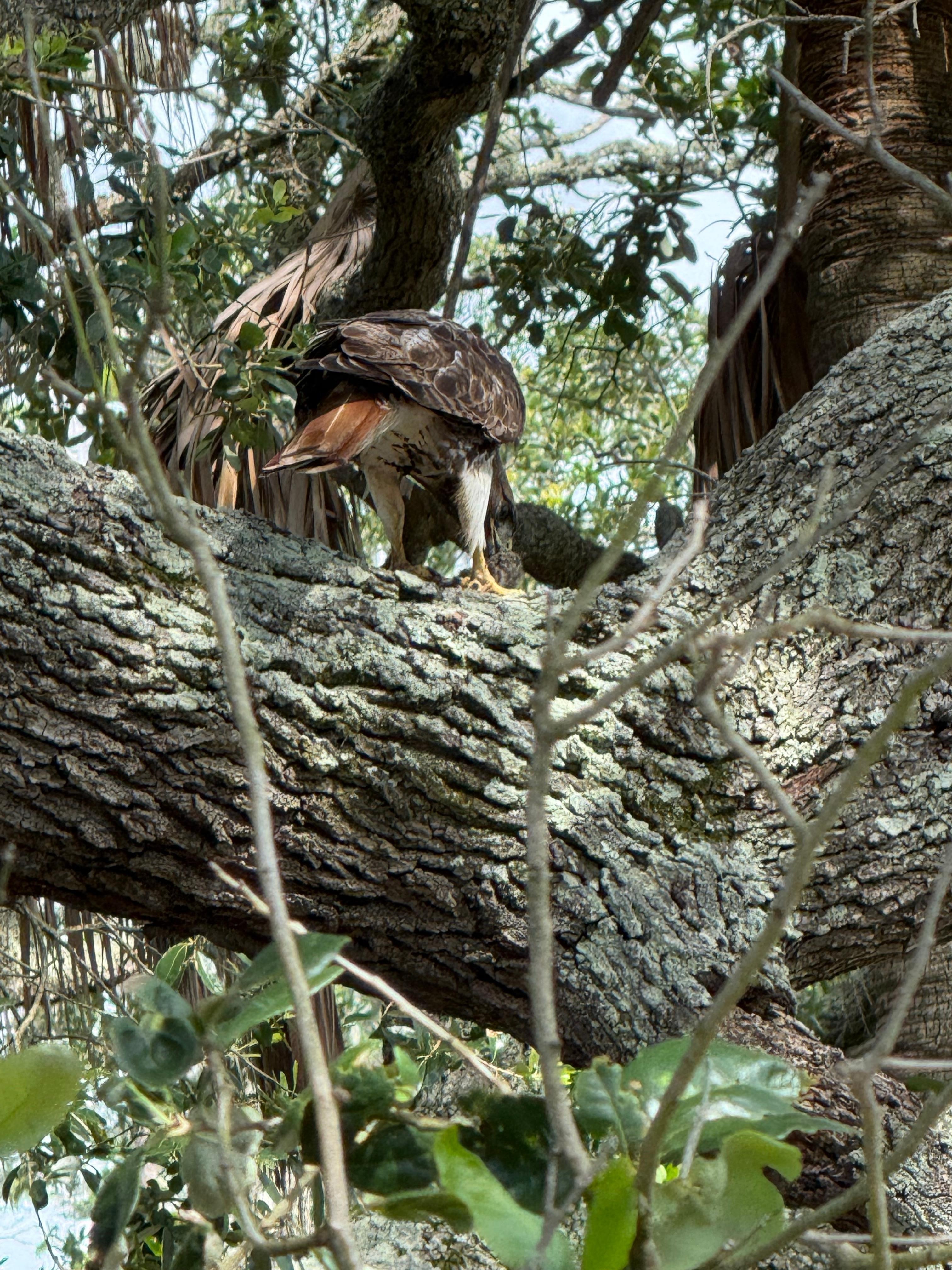 A hawk visiting the back yard