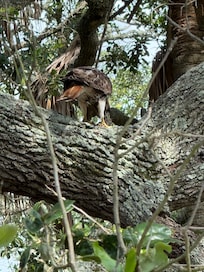 A hawk visiting the back yard