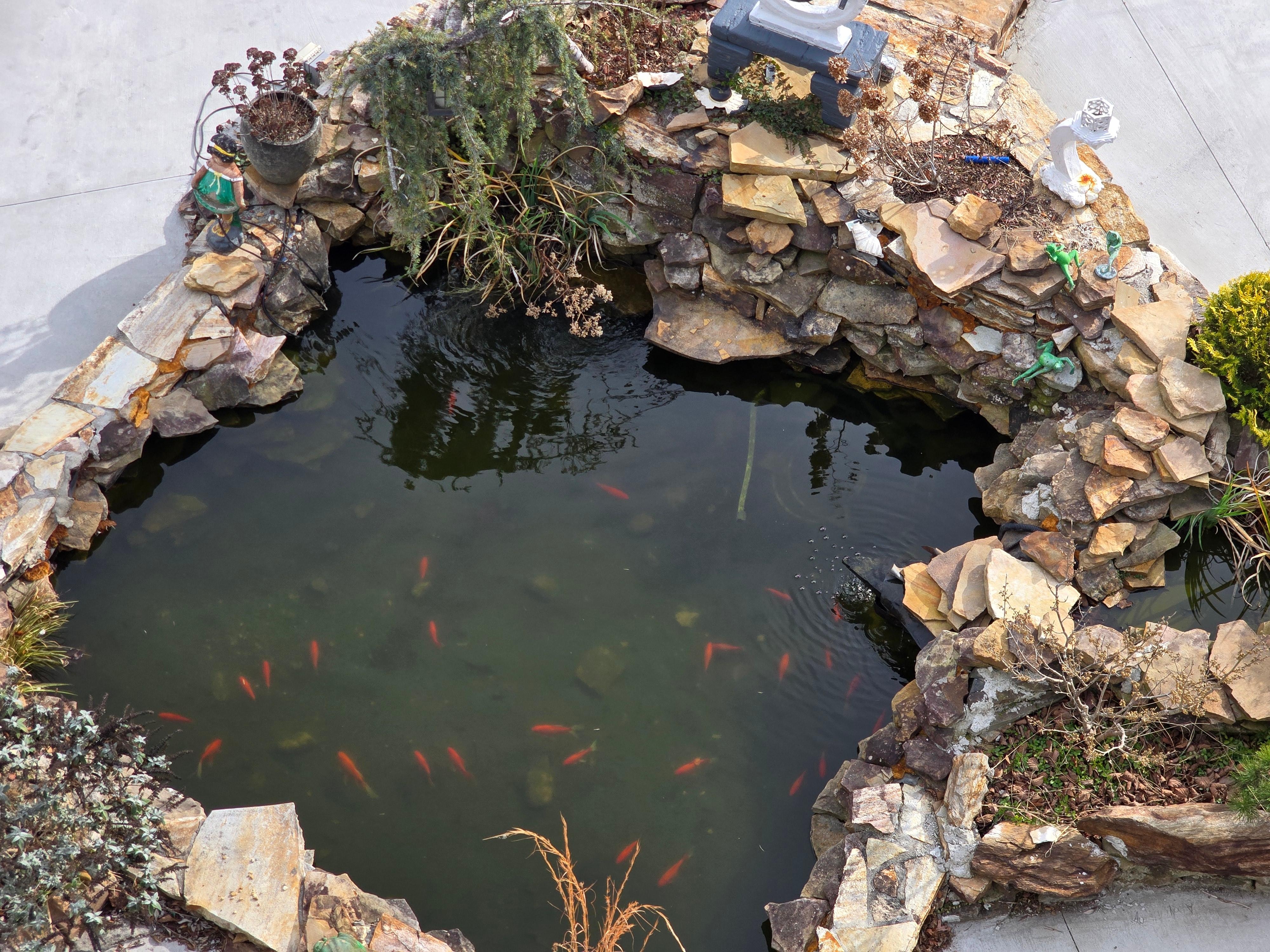 View of the fish by the pool