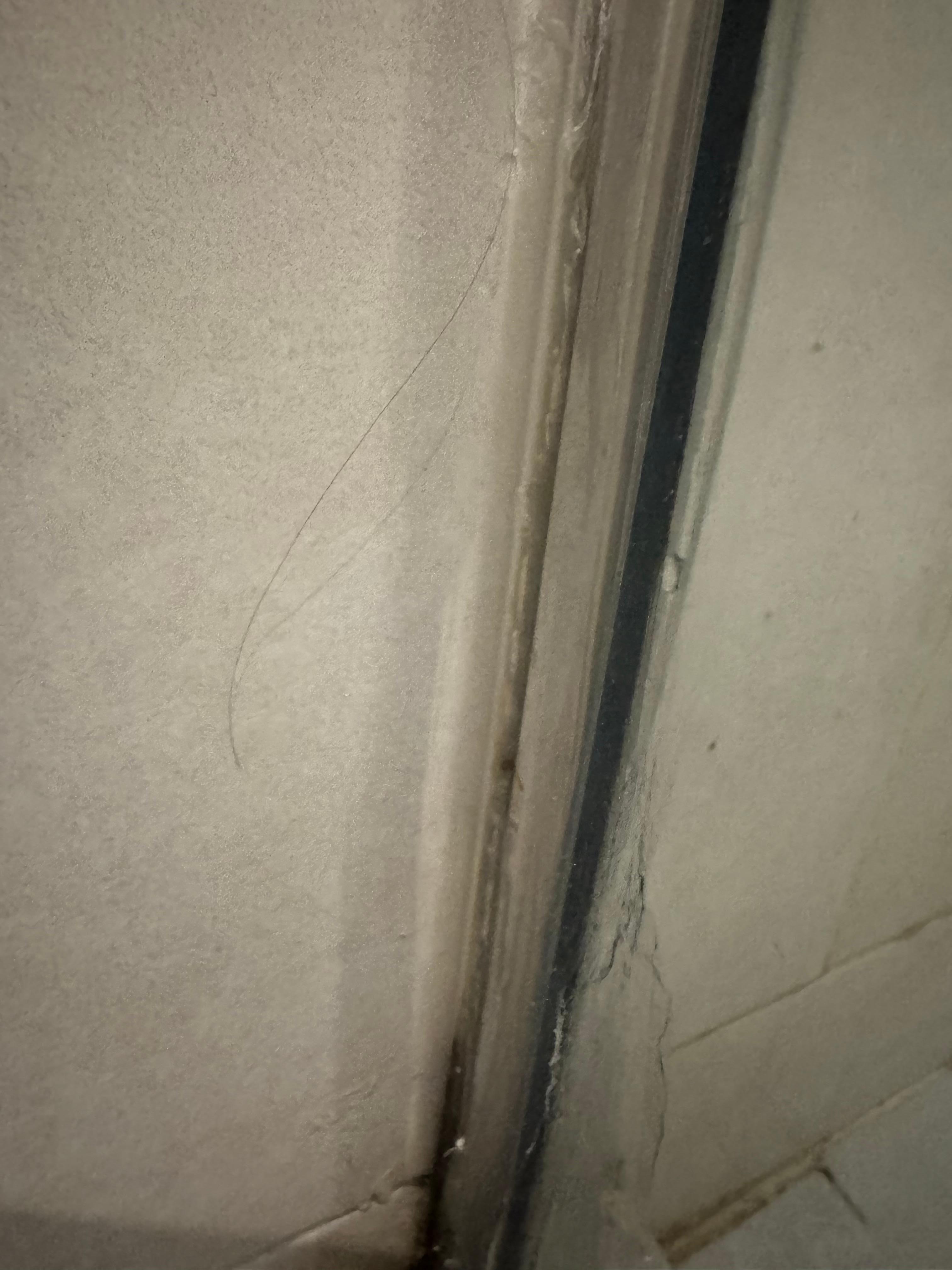 Moisissure et cheveux 