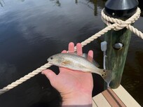 Red Fish