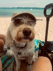 Dog friendly (on leash) beach.