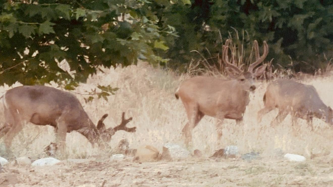 Several deers outside the front house