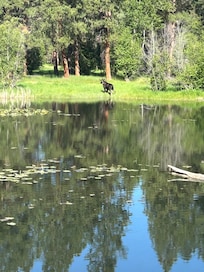 We were able to spot a young bull moose across the pond on our final evening there!