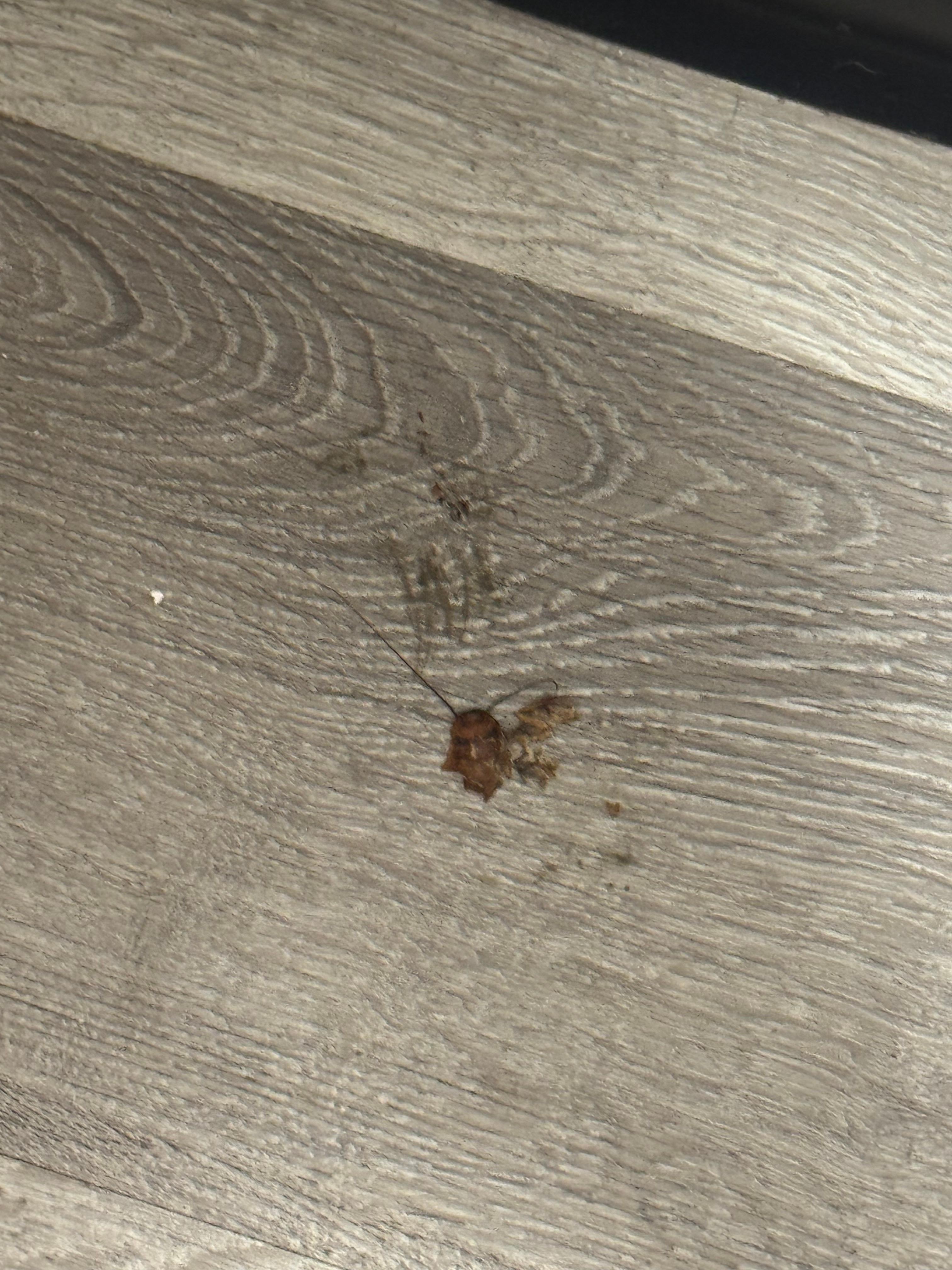 Cockroach. One of many 