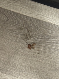 Cockroach. One of many