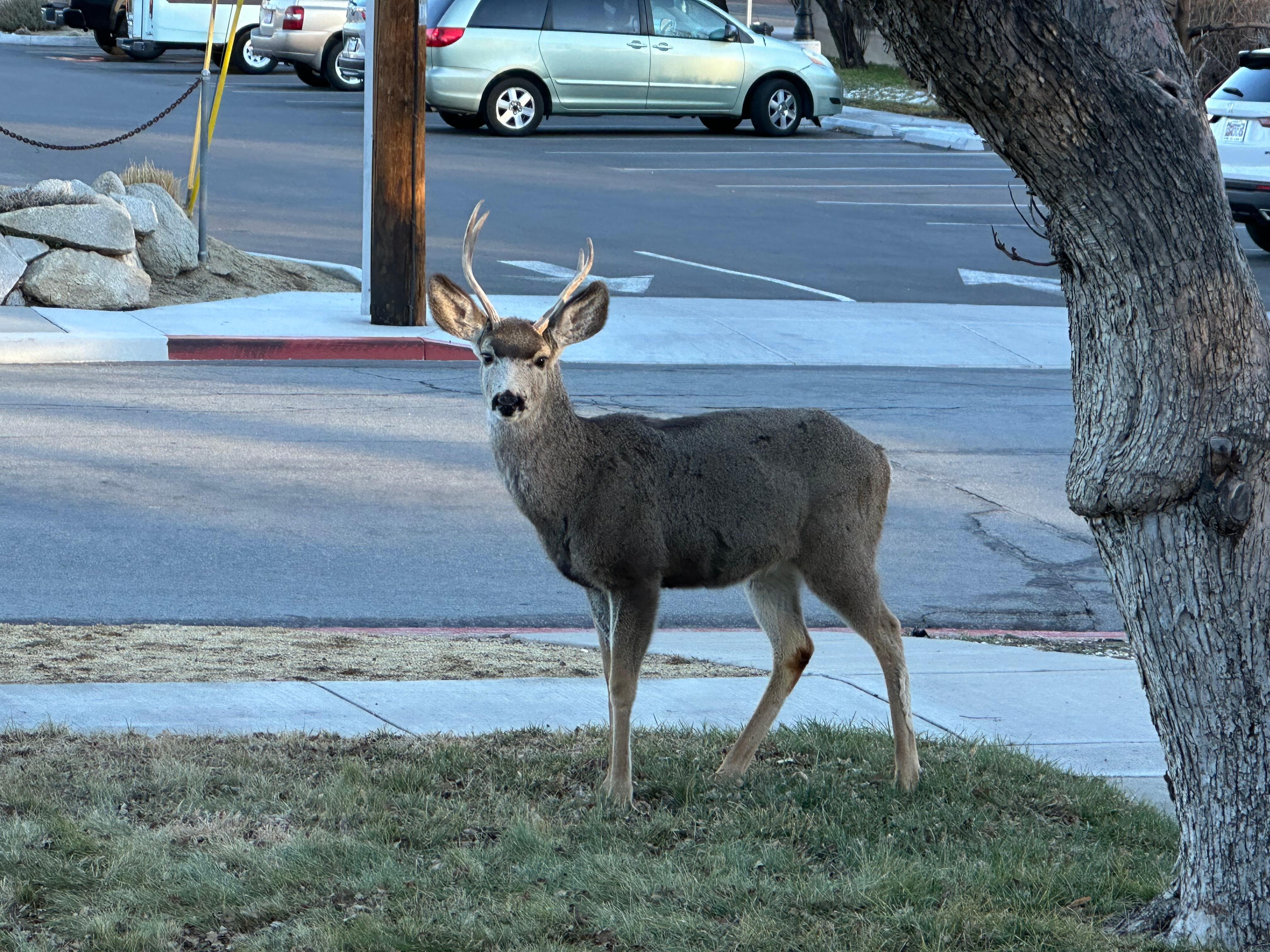Visitor everyday in front yard.