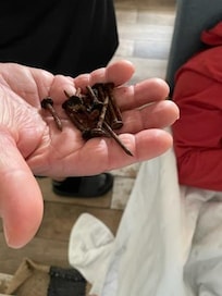 Some of the nails found in parking lot, a total found over 50