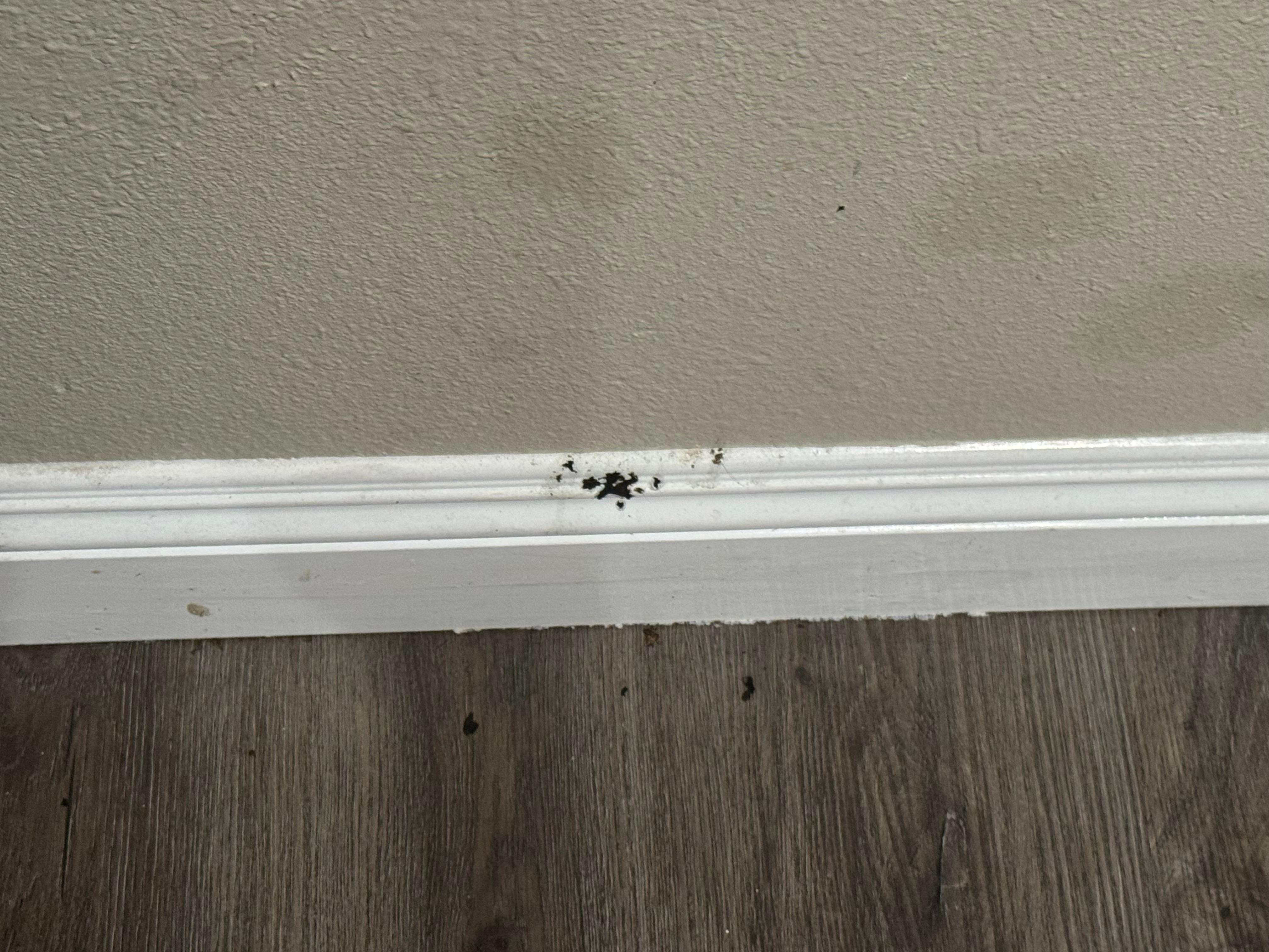 Mold. Room 212 first room I checked in