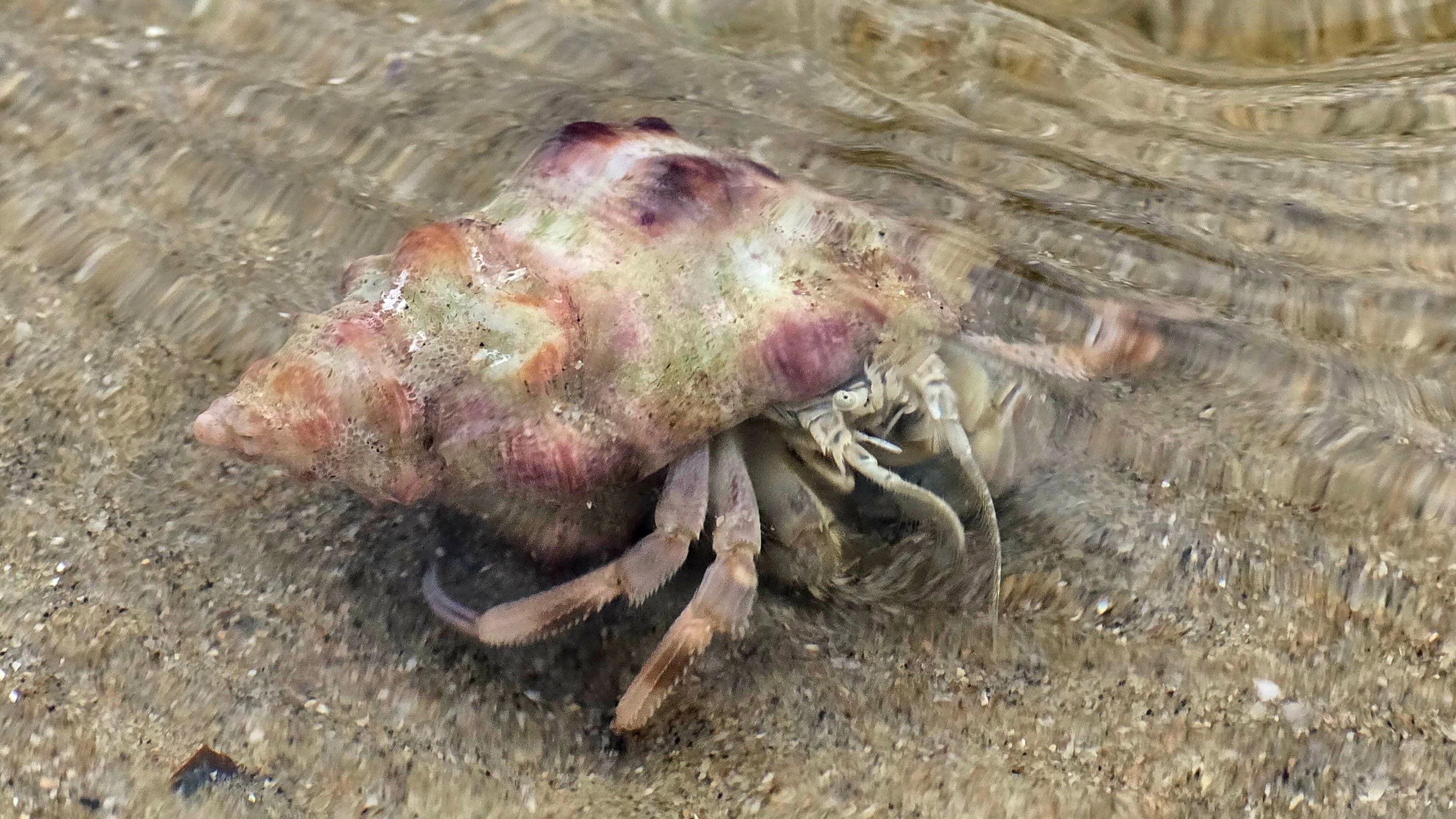 Small crab surfing the swell