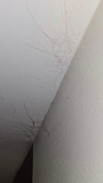 dust bunnies