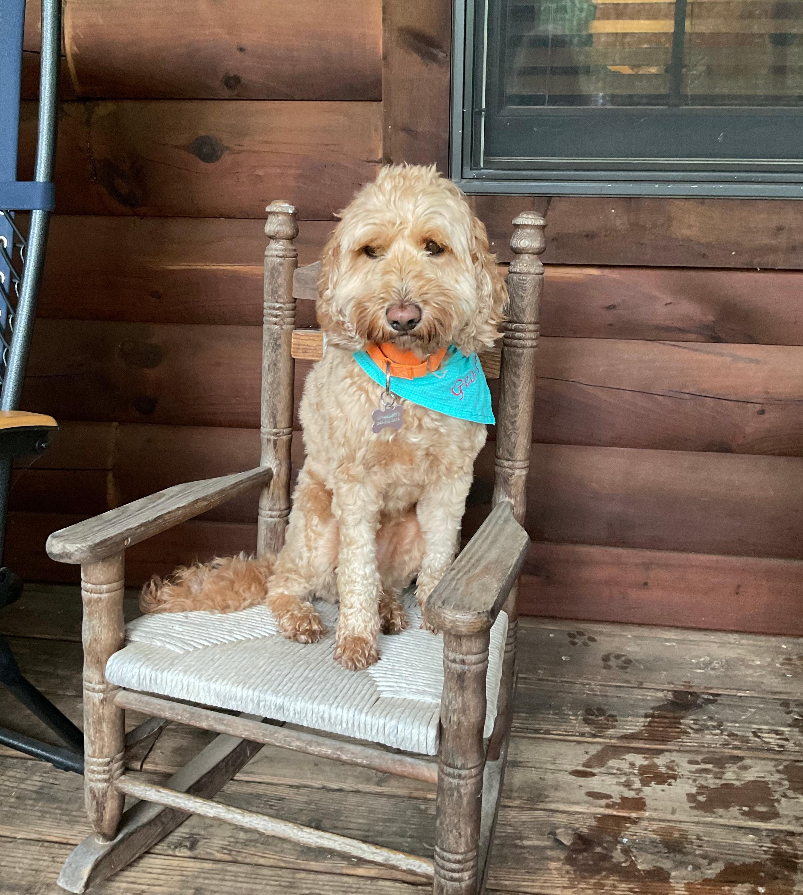 The doodle enjoying an early morning on the porch during my coffee and day planning. 