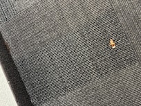 Roach in hallway my entire stay