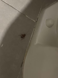 Roaches in the room