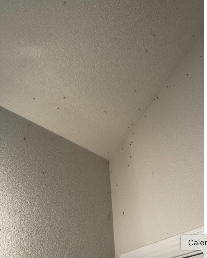 moths and mosquitoes were everywhere inside - this is just one corner by the entrance