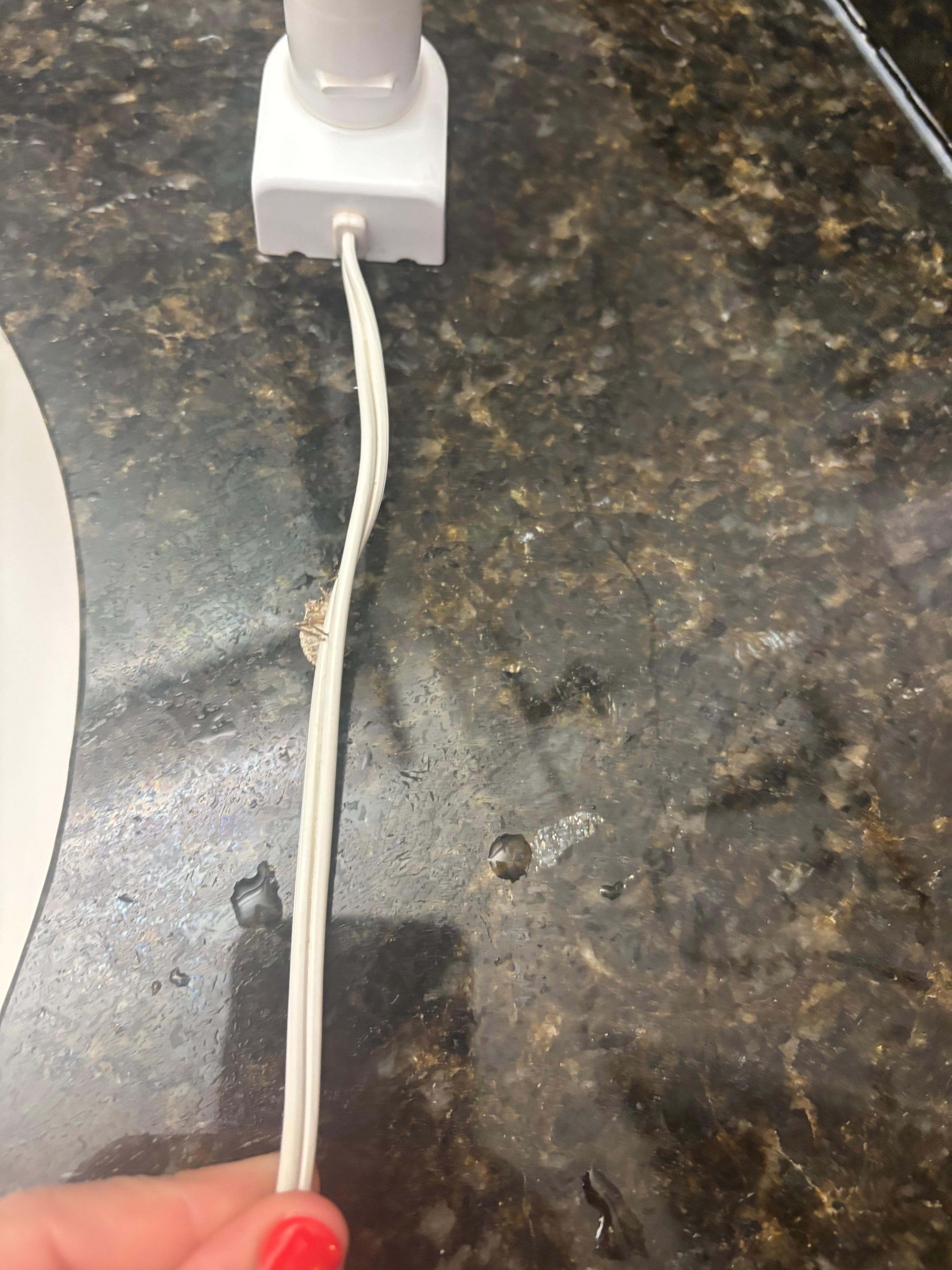 Bug crawling on my toothbrush 