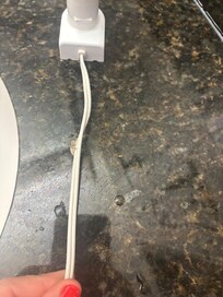 Bug crawling on my toothbrush