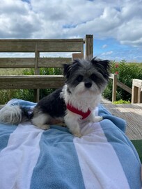 Dog friendly!