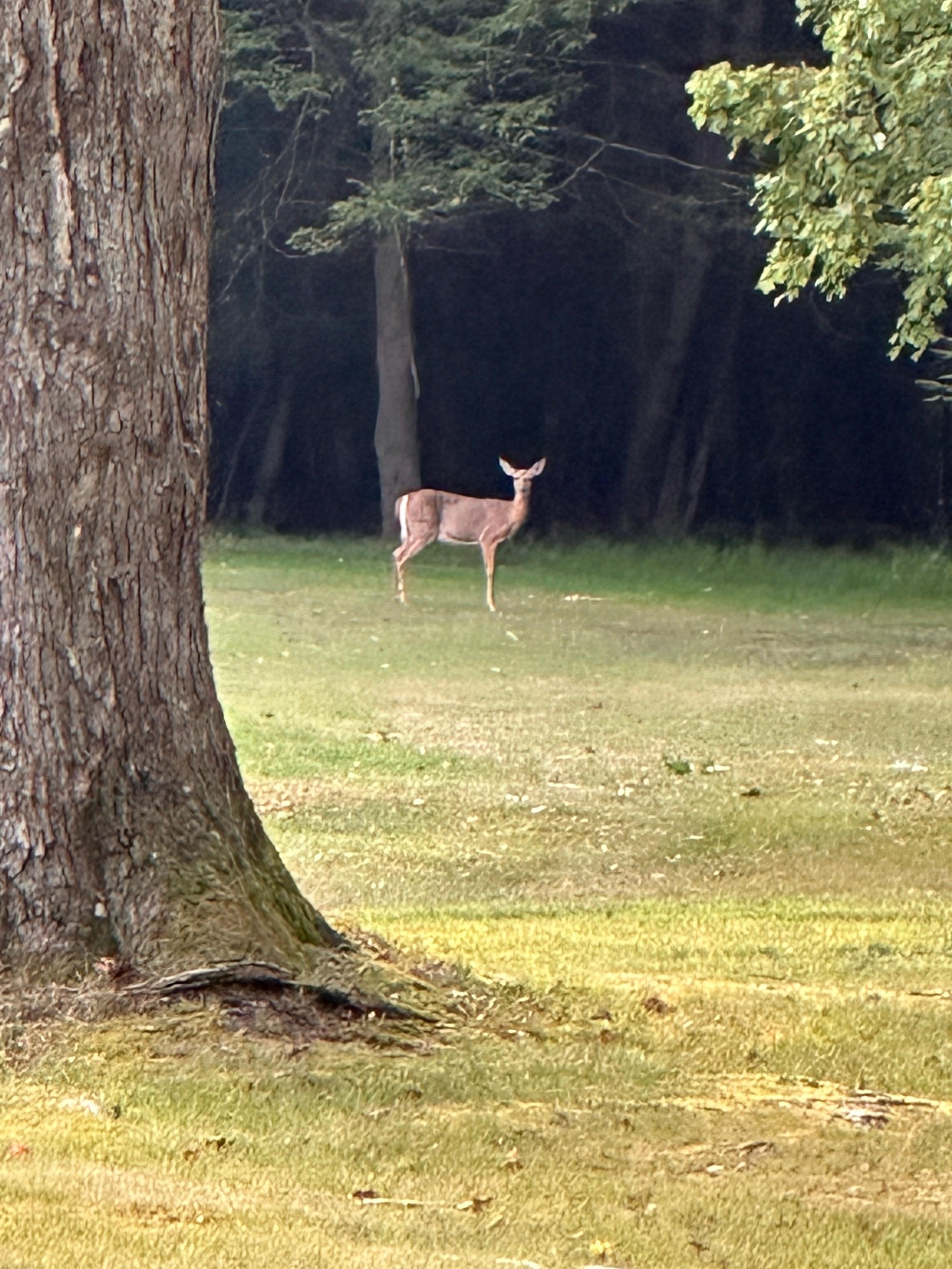 Lots of deer and wildlife on the property!