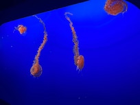 Jellyfish exhibit