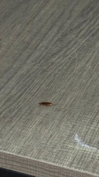 Unwanted guests