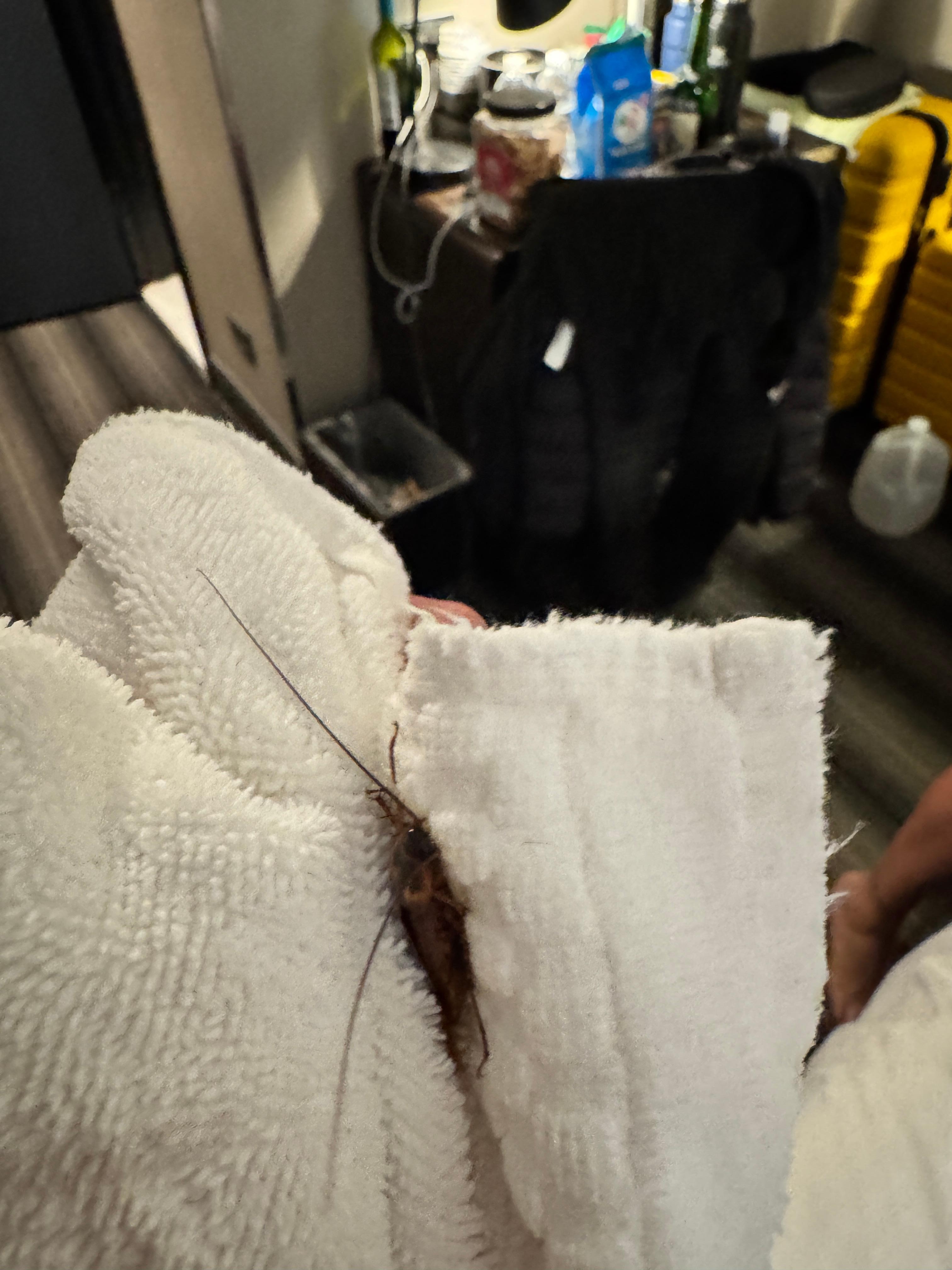 Appeared next to our bed :-(