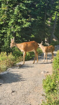 Lots of deer