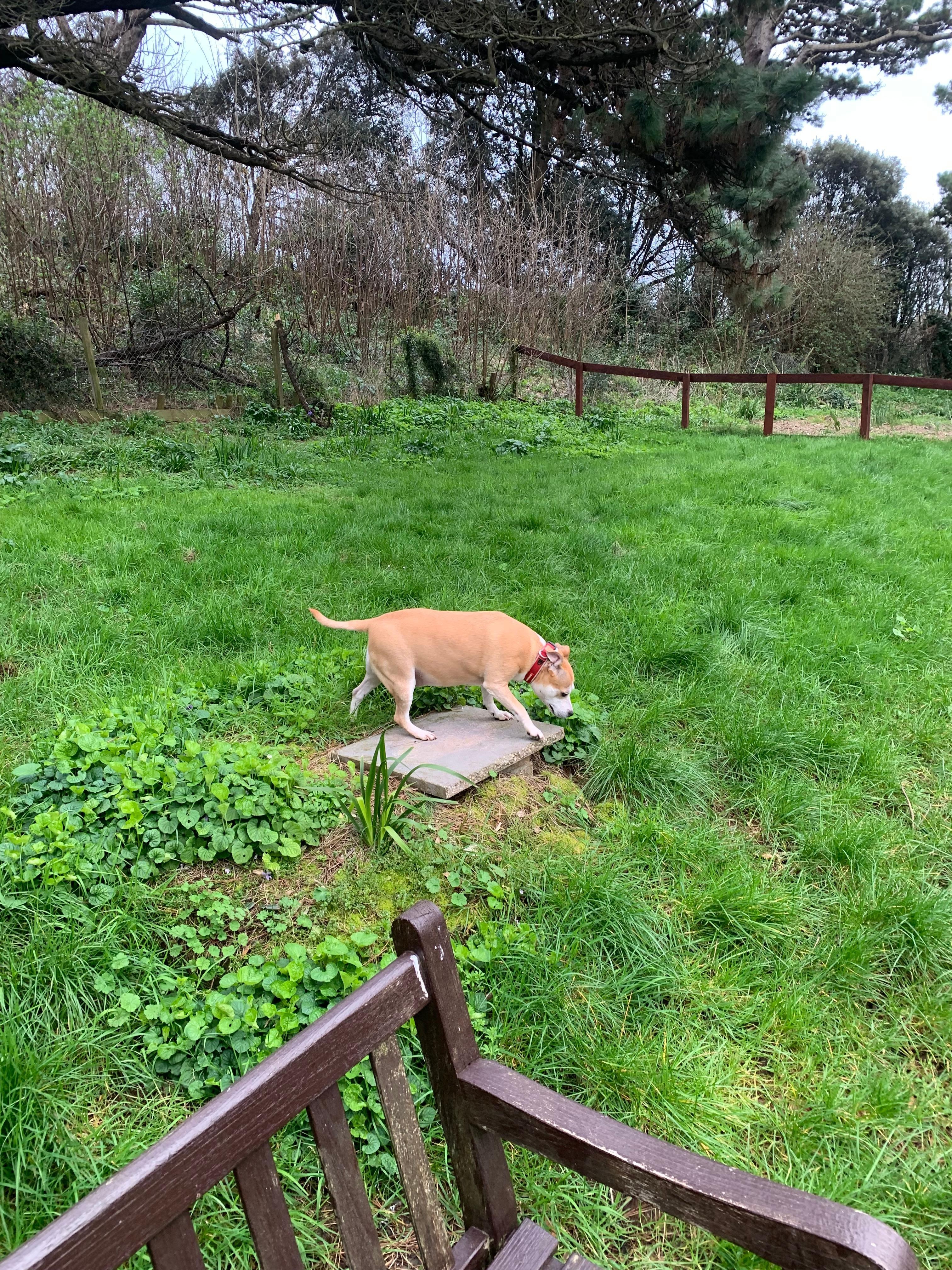 Dog runs you can close the gate and let your dog off the lead safely. 