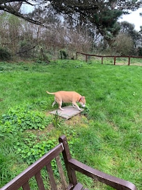 Dog runs you can close the gate and let your dog off the lead safely.