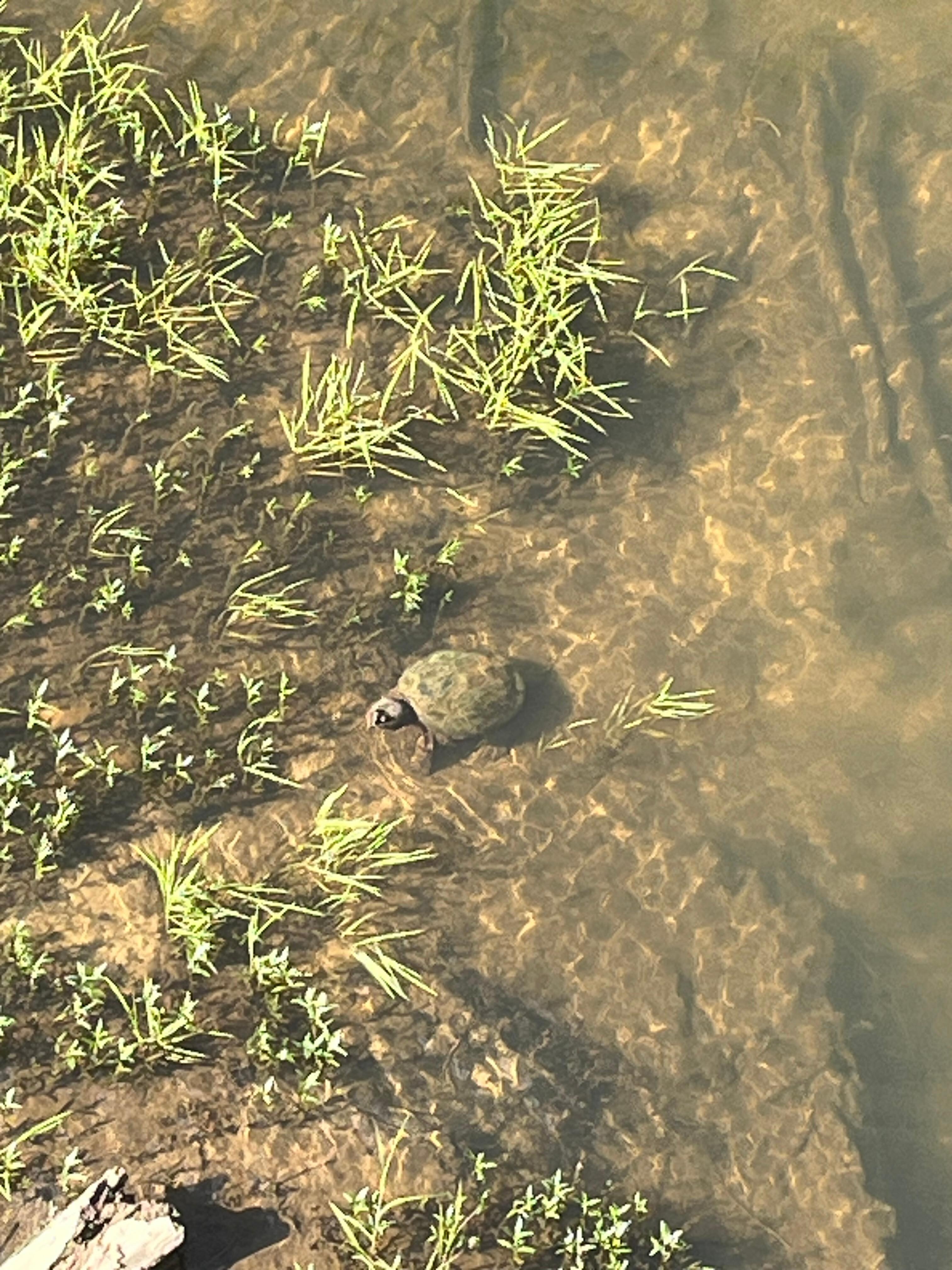 Snapping turtle