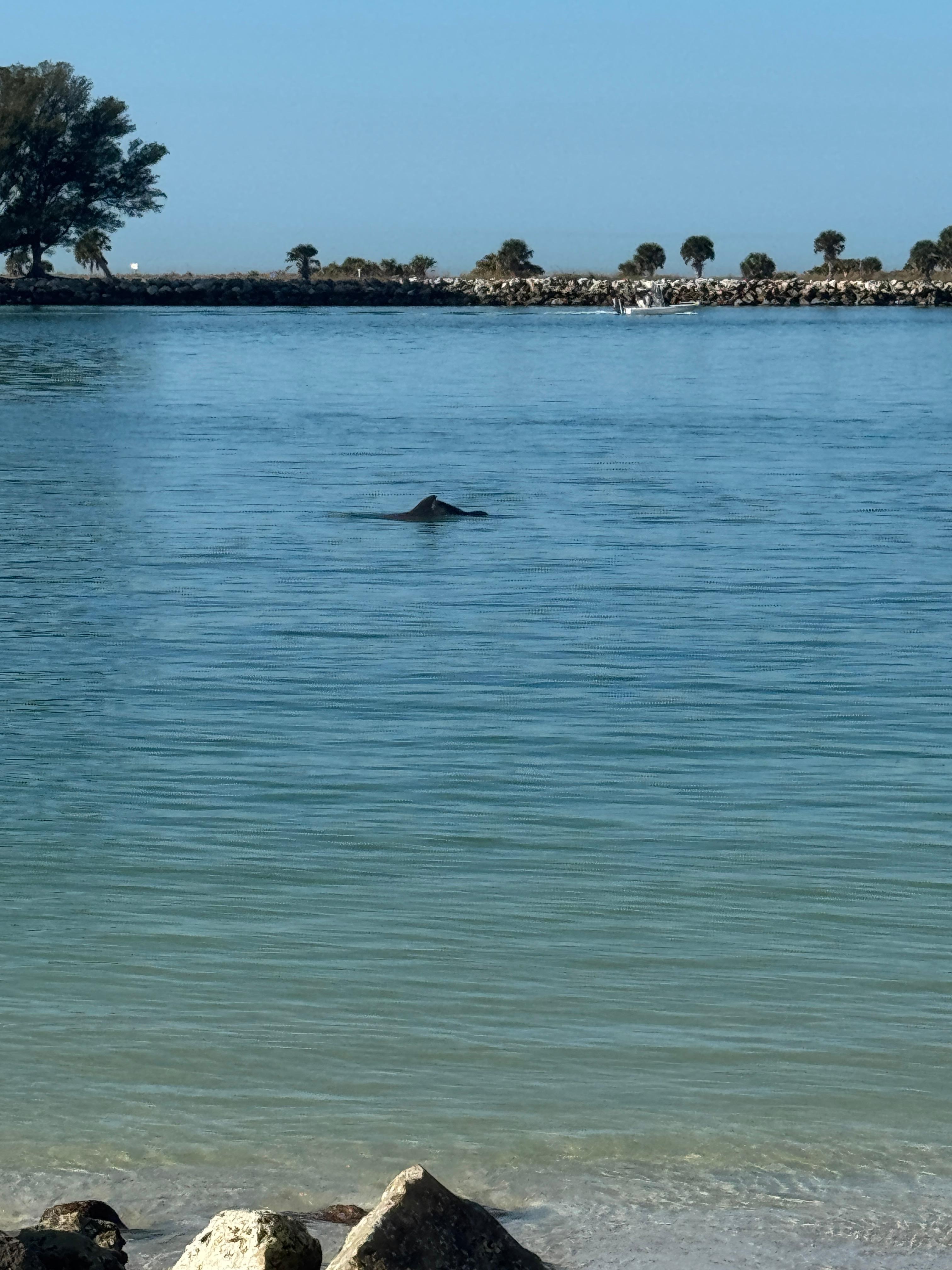 Always able to spot dolphins