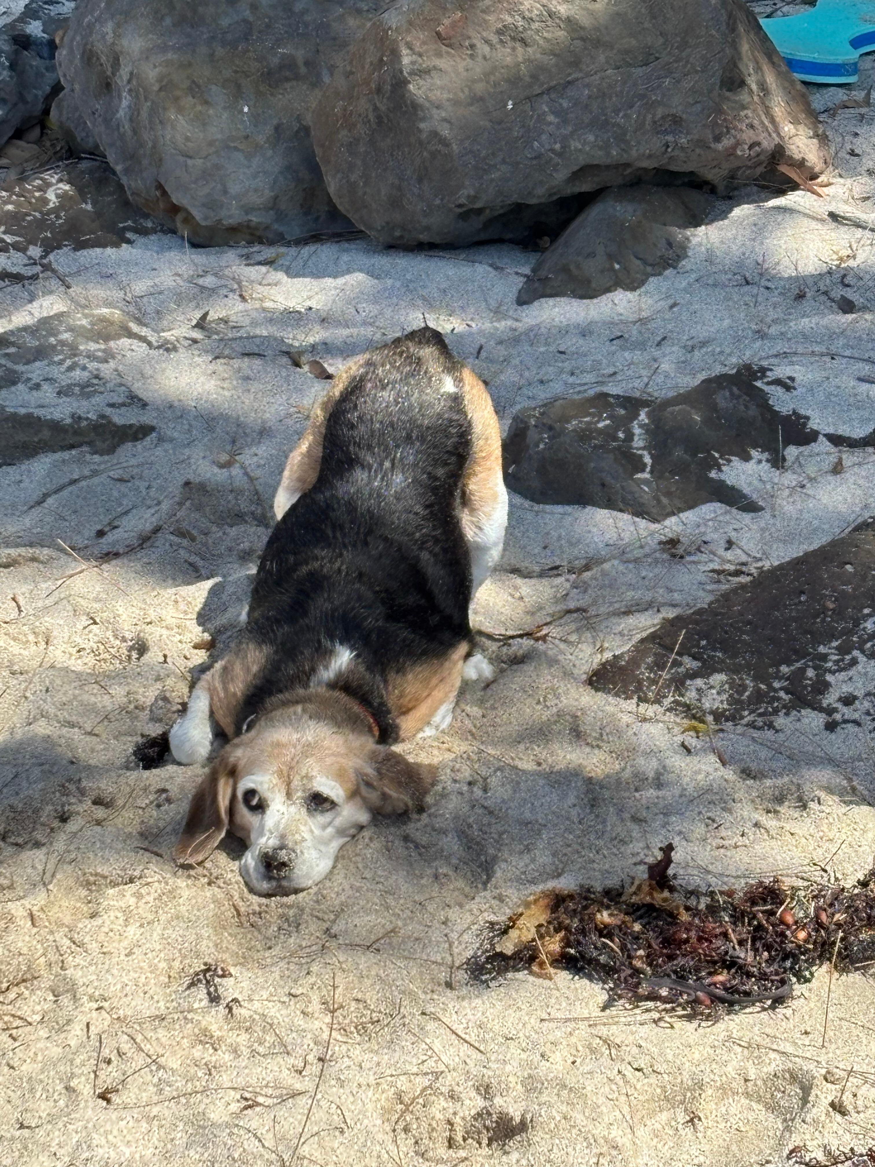 Dog friendly beach a short drive away 